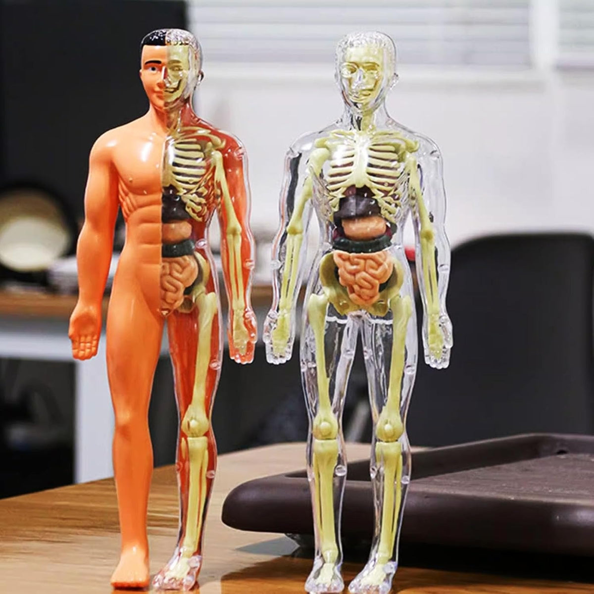 3D Human Anatomy Model – Removable Organs & Skeleton