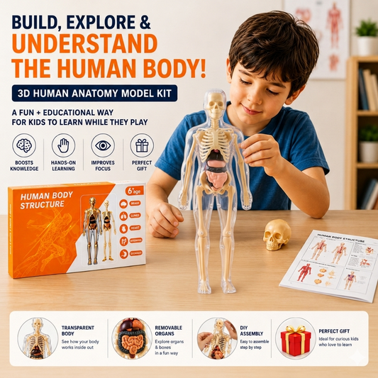 3D Human Anatomy Model – Removable Organs & Skeleton