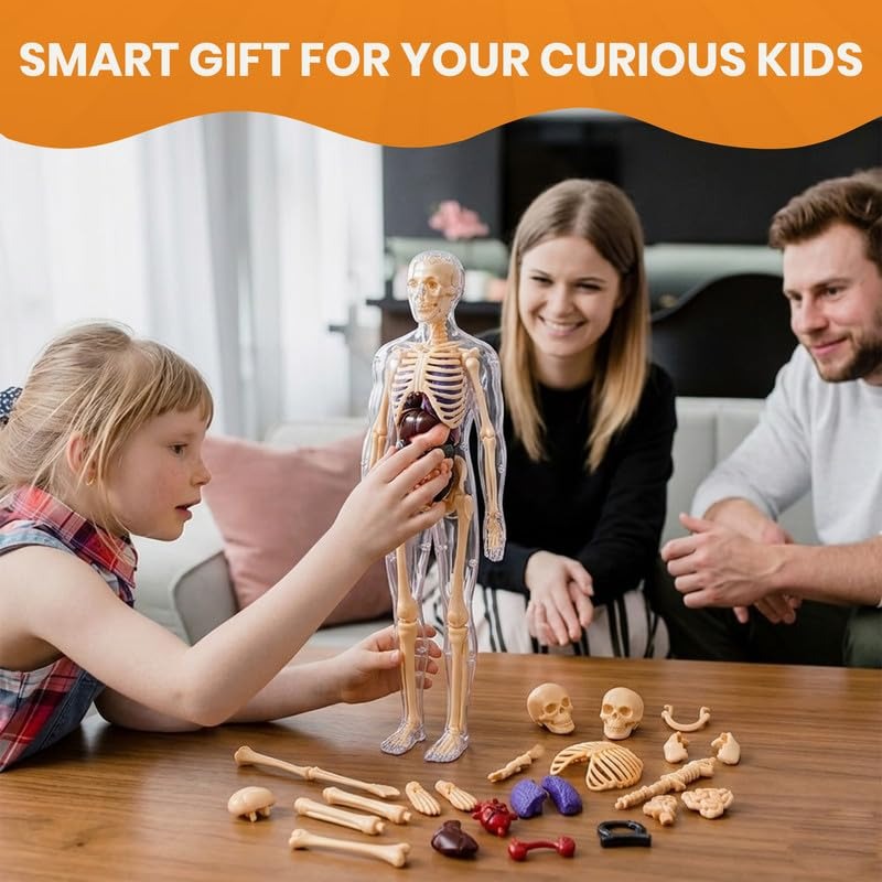 3D Human Anatomy Model – Removable Organs & Skeleton