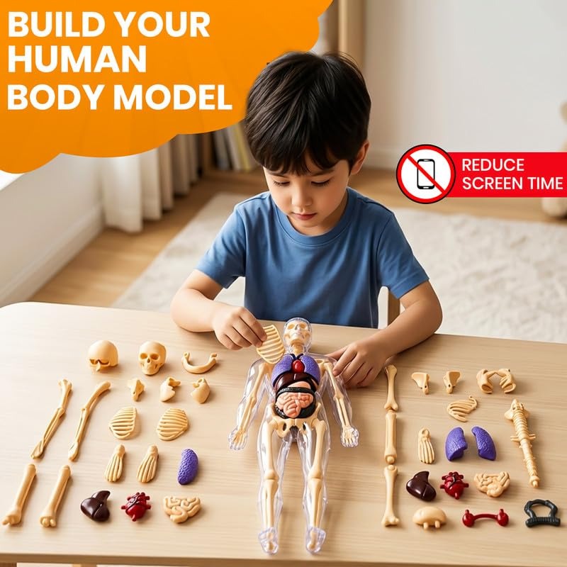 3D Human Anatomy Model – Removable Organs & Skeleton