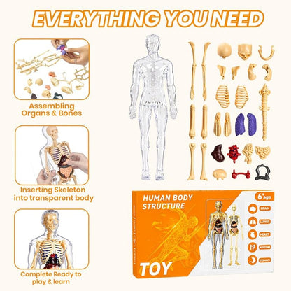 3D Human Anatomy Model – Removable Organs & Skeleton